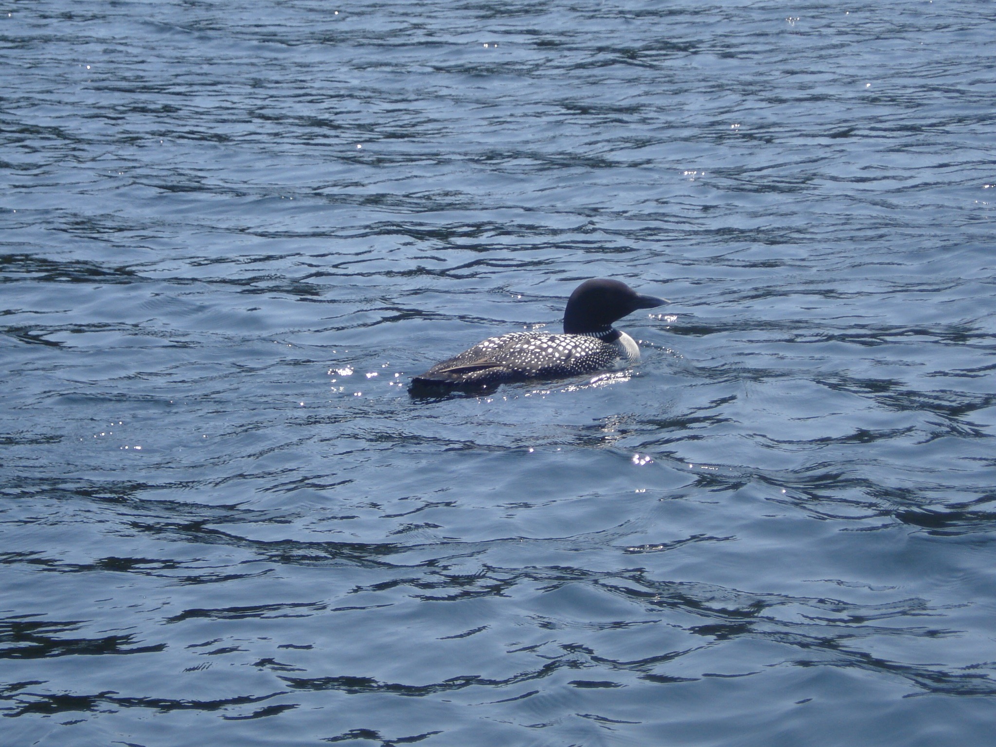 A Maine loon in Crescent Lake, in the Sebago Lakes region of Southern Maine.